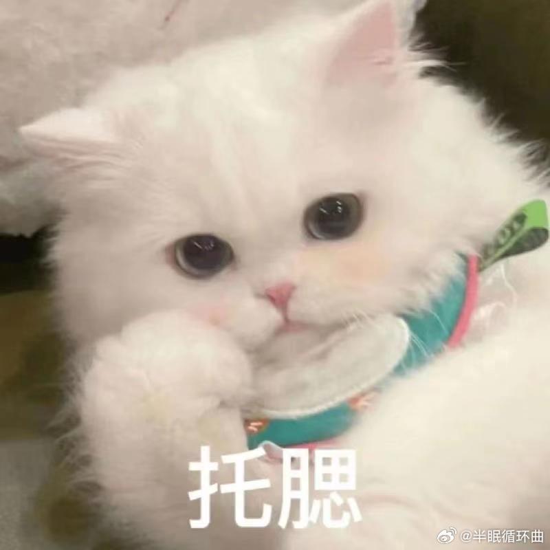 成年猫咪对主人的依赖程度相比于幼猫直白的撒娇黏人，成年猫咪的爱更有分寸，黏而不腻