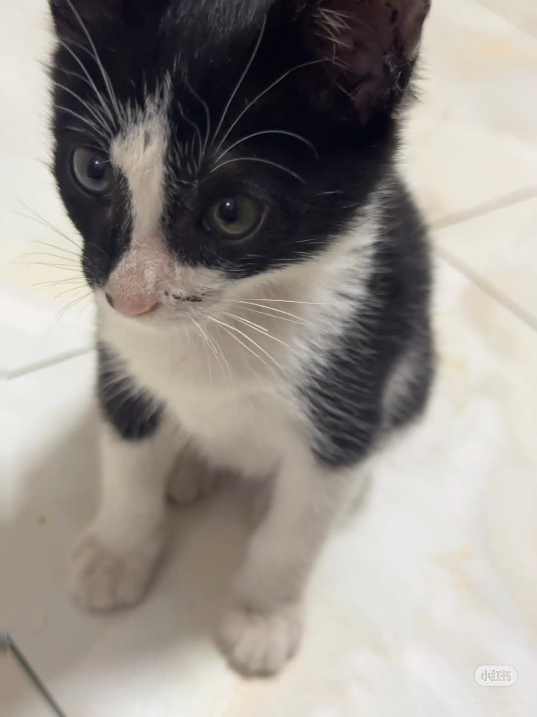 好喜欢奶牛猫这个眼神，奶凶奶凶的。面相只有看眼神最准确