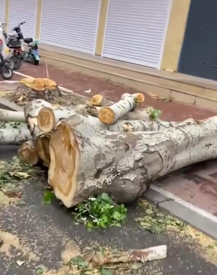 杨树棉絮的罪过，终于葬送了杨树的英明。在不能有利于人类的情况下，再好的品种，也不