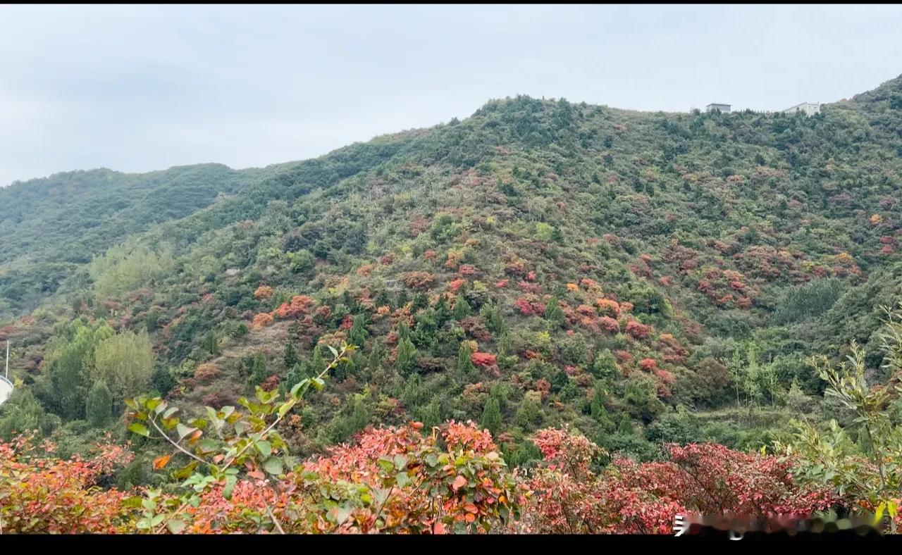 秋天北京的香山红叶🍁太美了，我也只是在媒体上看到的，我从未到过北京！

常常脑