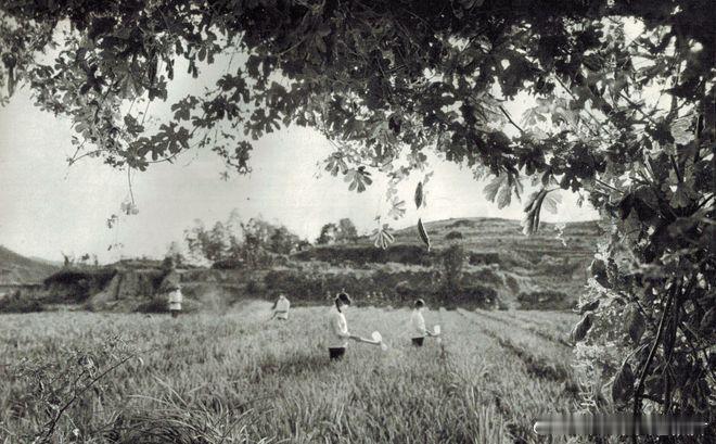 1978年走向现代化的湖南岳阳县毛田这个“毛田”，是岳阳县的一个区,下辖四个公社