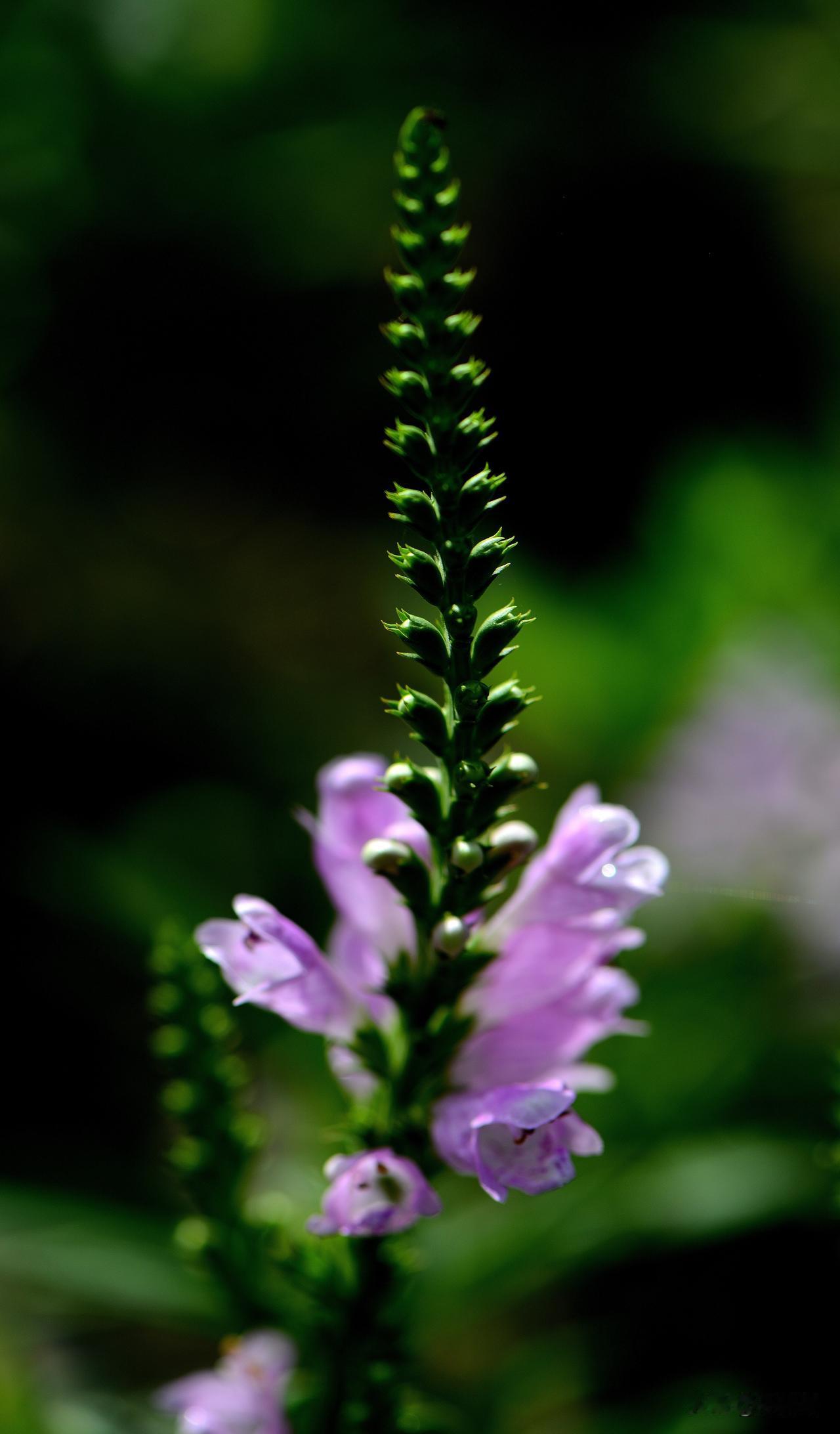 南湖公园四季掠影（四）
夏季景色：