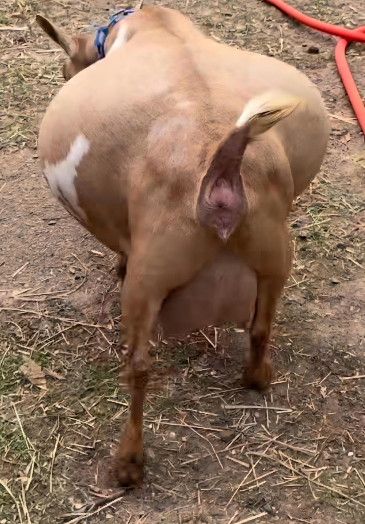 这只怀孕的山羊腹部异常膨大，可能怀有多只小羊，在山羊中很常见。图片特写让不少网友