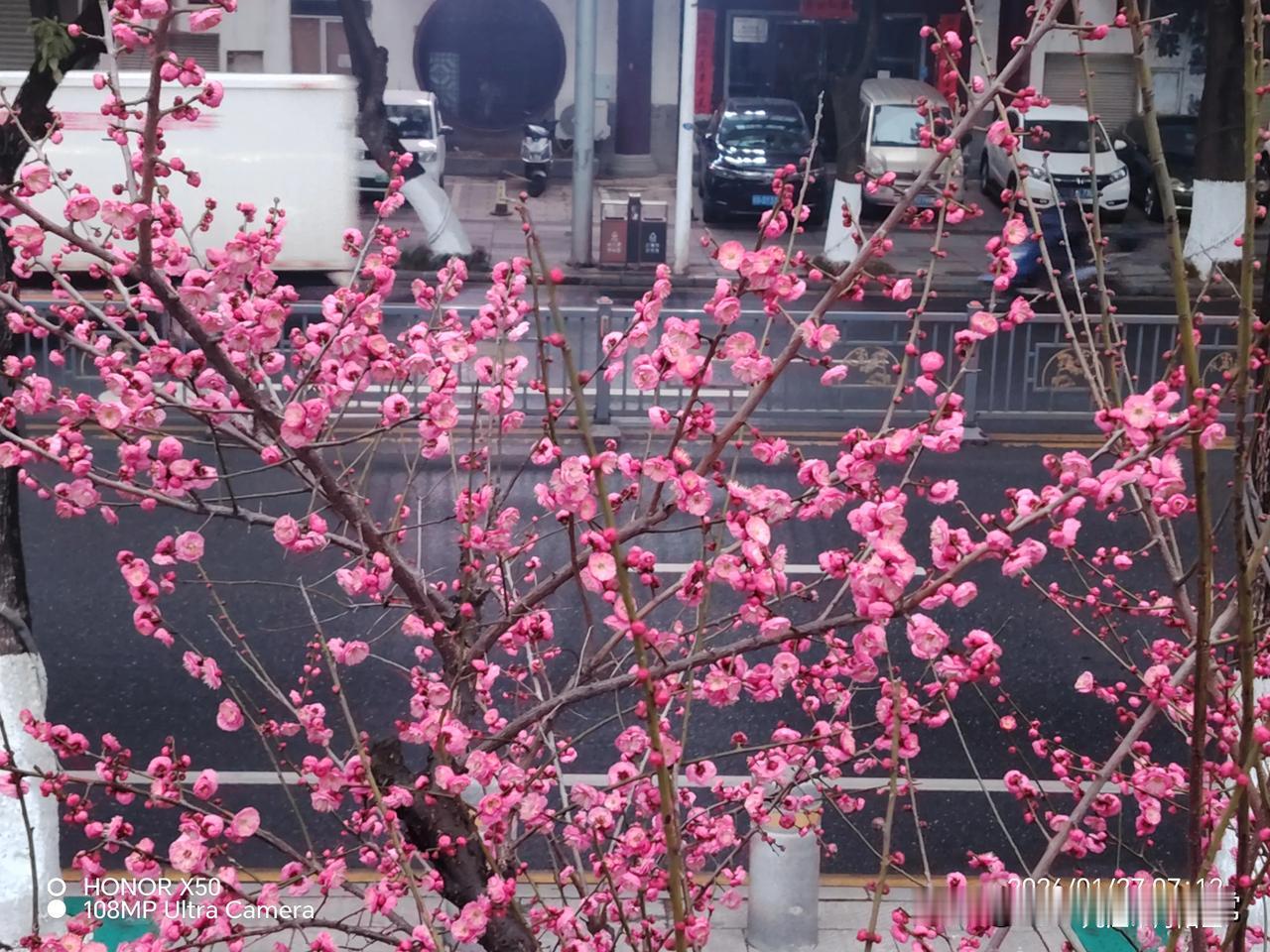 长江岸边赏梅花“上头条聊CBA”