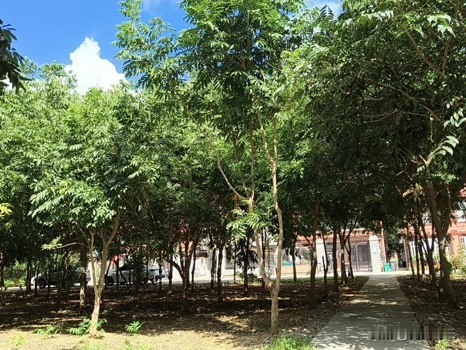 你发现没有？
人老了最惨的不是走不动路。
是躺在床上动不了。
手里还没半分活钱。