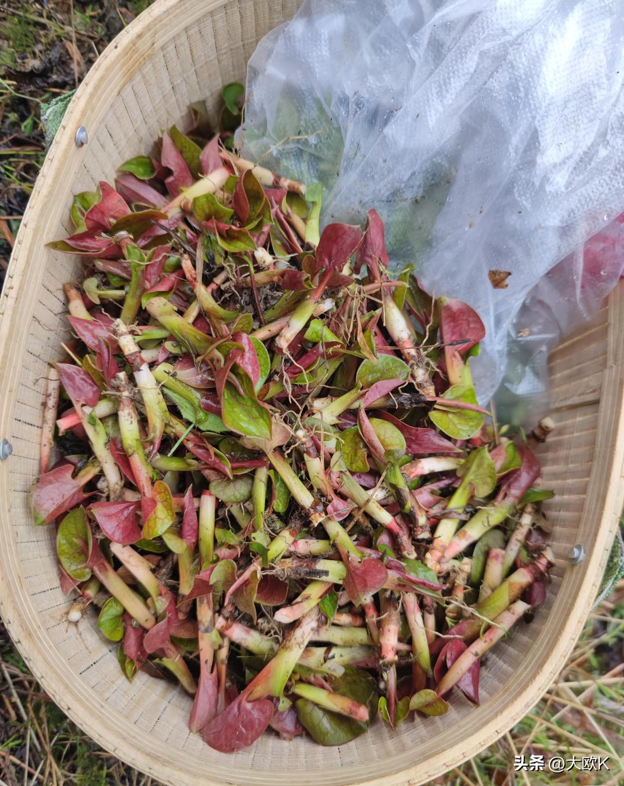 风有约，花不误。
每个地方的春天，都藏着专属野菜的快乐。
四川人挖折耳根，
云南