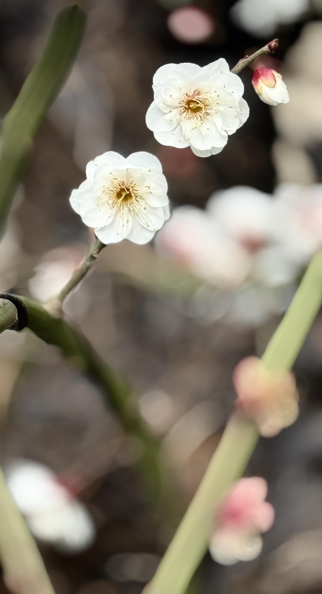 路边梅思

寒枝瘦影立尘边，
不与群芳争艳妍。
暗香一缕随风去，
遥寄相思到君前