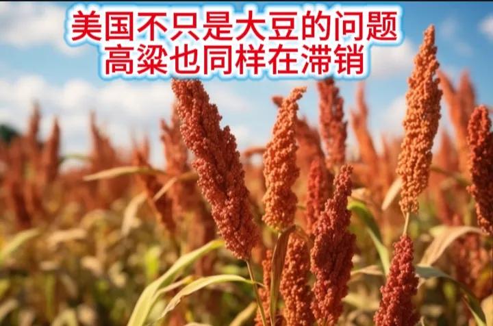 美国不只是大豆卖不出去，高粱也在形成大量滞销。
一位种植高粱的美国农场主说，美国