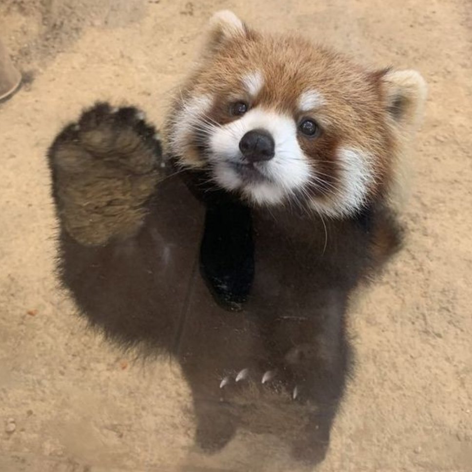 是小熊猫不是干脆面.ᐟ.ᐟ ​​​