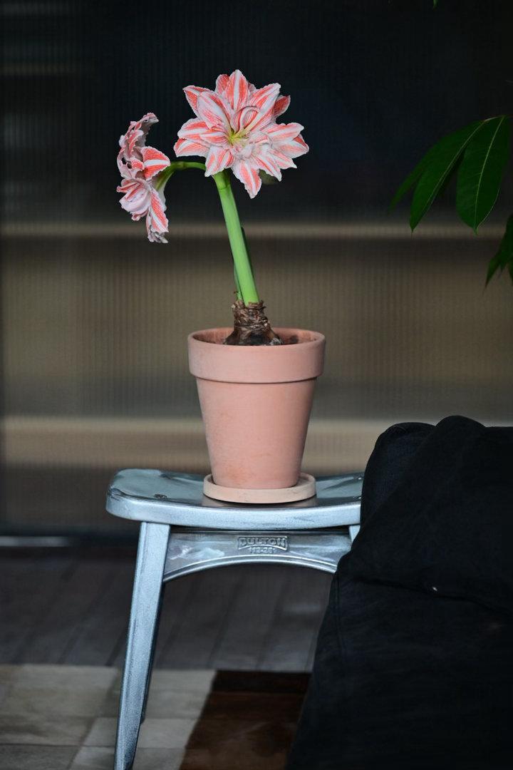 小院的舞后朱顶红，花瓣重重叠叠，粉白相间，像极了跳舞王后的裙摆。还有，每朵花都有