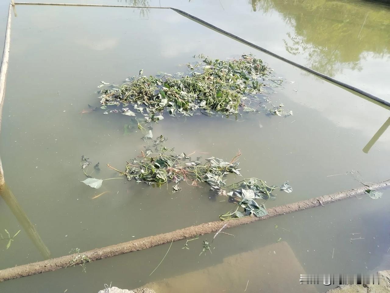 今天天放晴了，堂弟和堂叔两家挖红薯，叫我把藤抱进塘里给鱼吃。
堂叔家远，老婆叫我