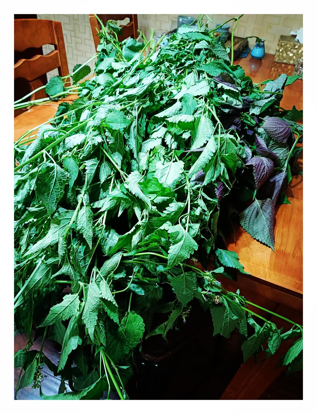 【百姓烟火事】朋友今年送来的主要是藿香，紫苏只有一把。那就先做个藿香饼吧！叶子洗