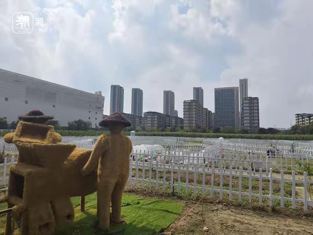 杭州人组团“抢地”种菜
近日，杭州钱塘区农业主题公园新开辟了一片“开心农场-共享