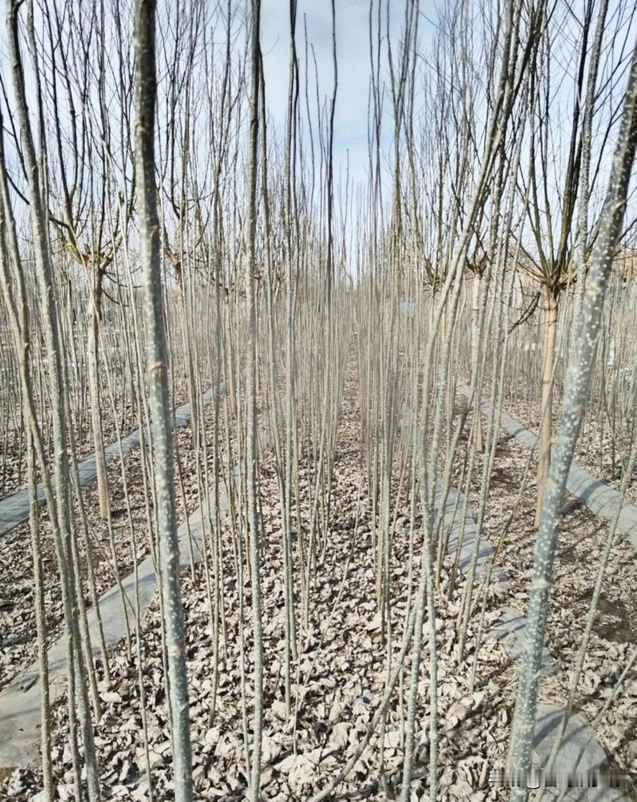 白杨树苗的卖价翻番了。种树苗的胡大哥，今年的树苗买亏了。他前年春上种的一亩多树苗