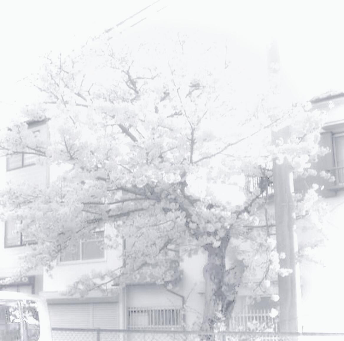 白色系背景图分享| ins背景图图源网络 侵删 