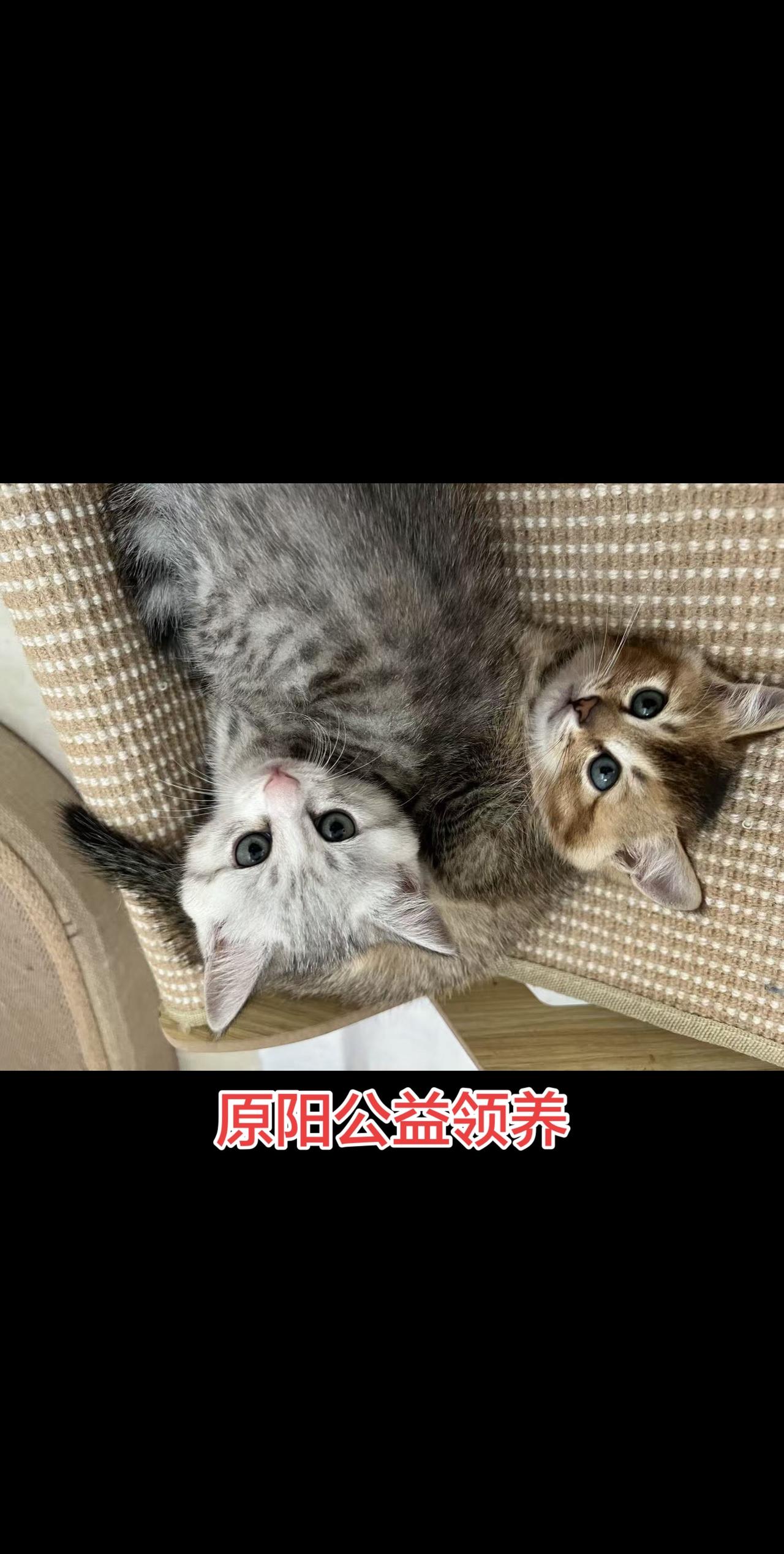 信息来源1群:胖嘟嘟左卫门