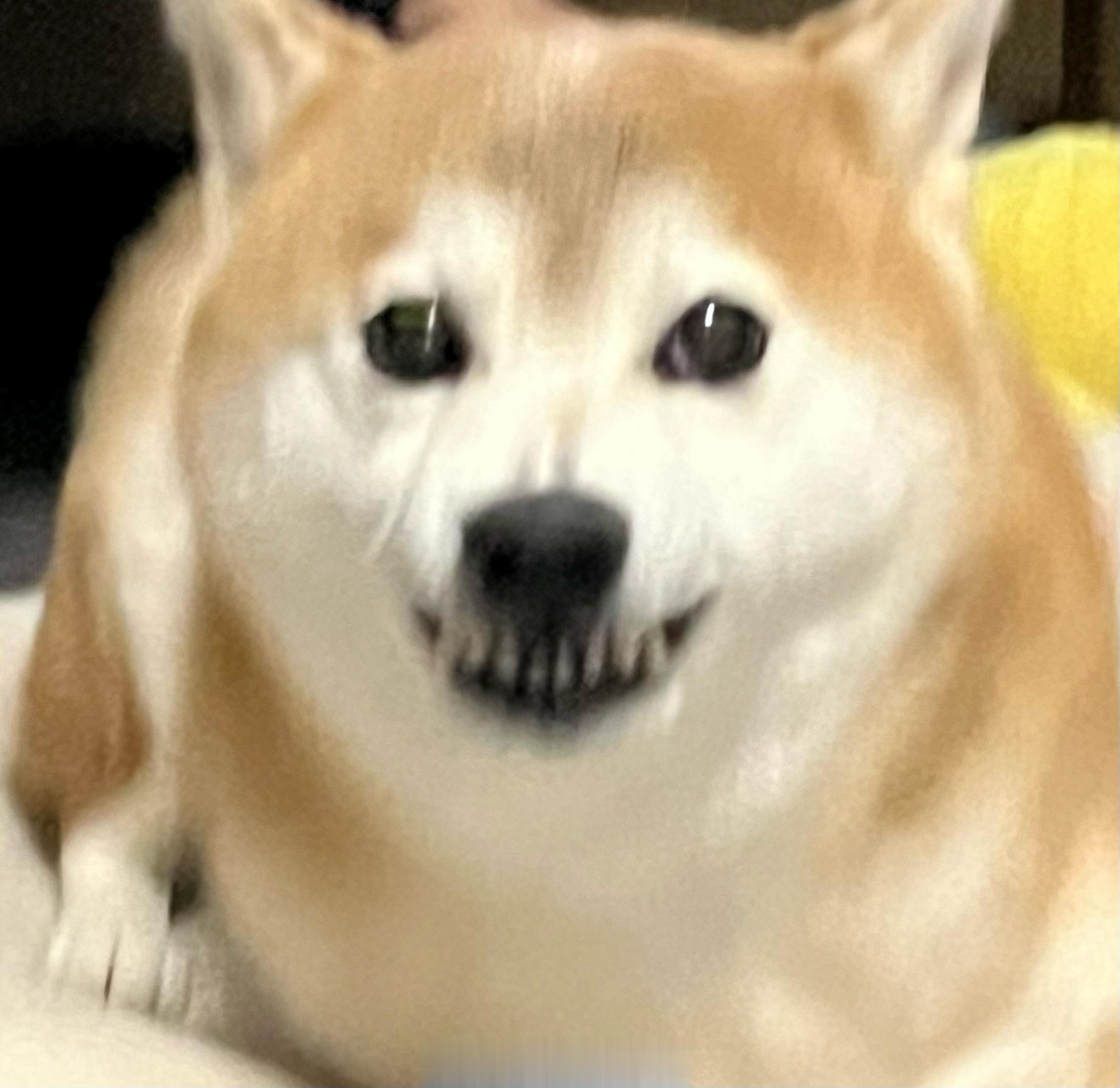 光叔表情包，崩了个牙还这么凶 ​​​