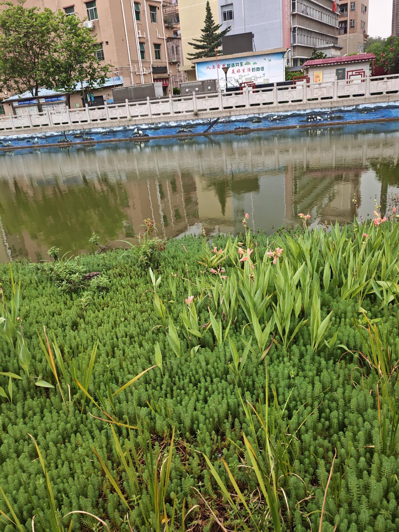 随手拍下初夏美景连着下了二天雷雨，小区景观湖里的美人蕉花开了，很美丽！