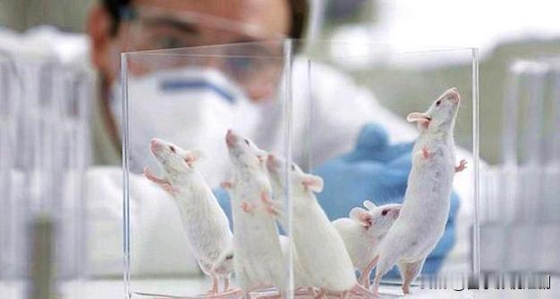 4只小鼠即将奔赴太空，开启科研新探索

近日，4只小鼠成为“太空幸运儿”，即将搭