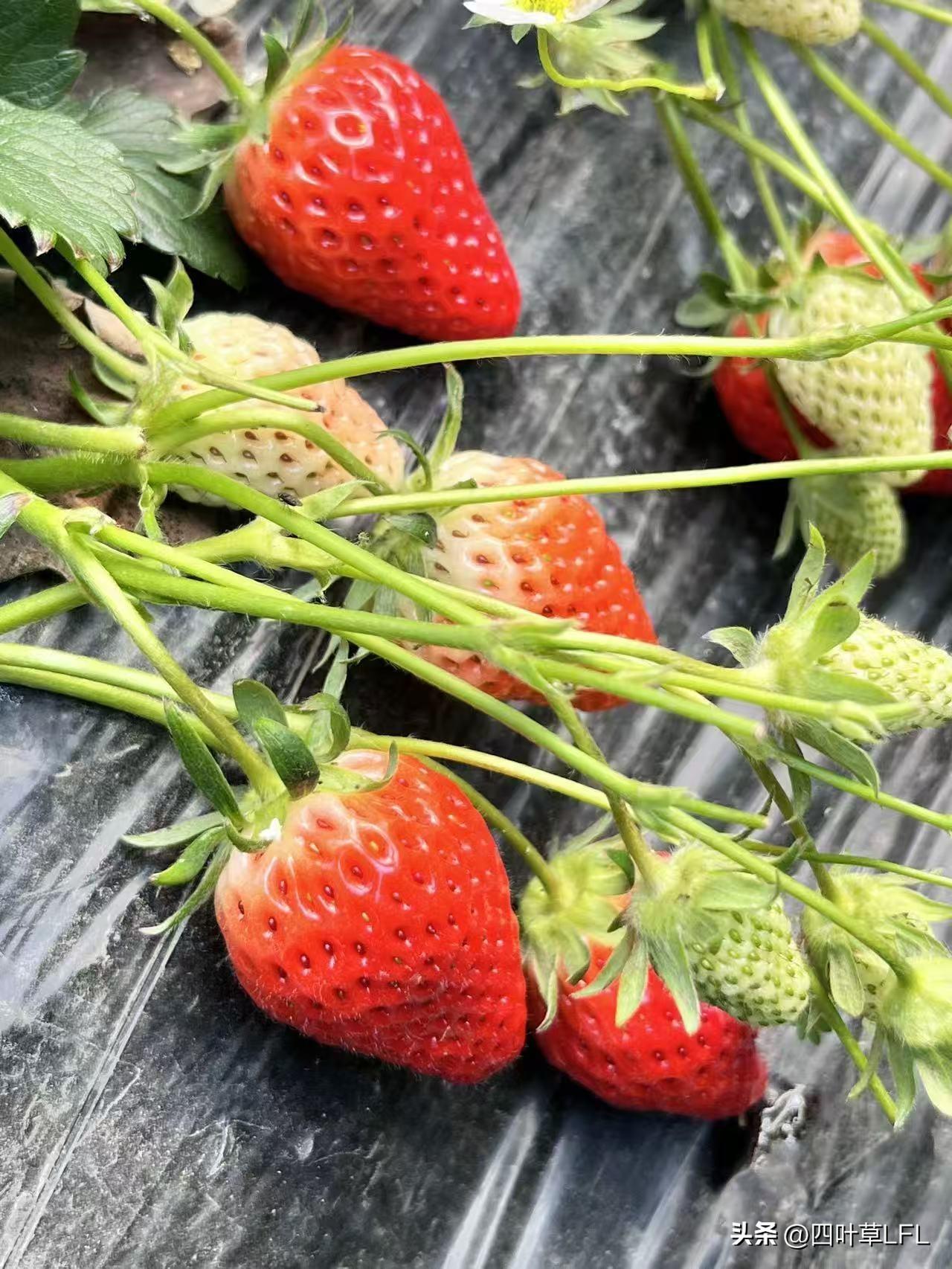 刚采摘的新鲜草莓，红润多汁，诱人欲滴！