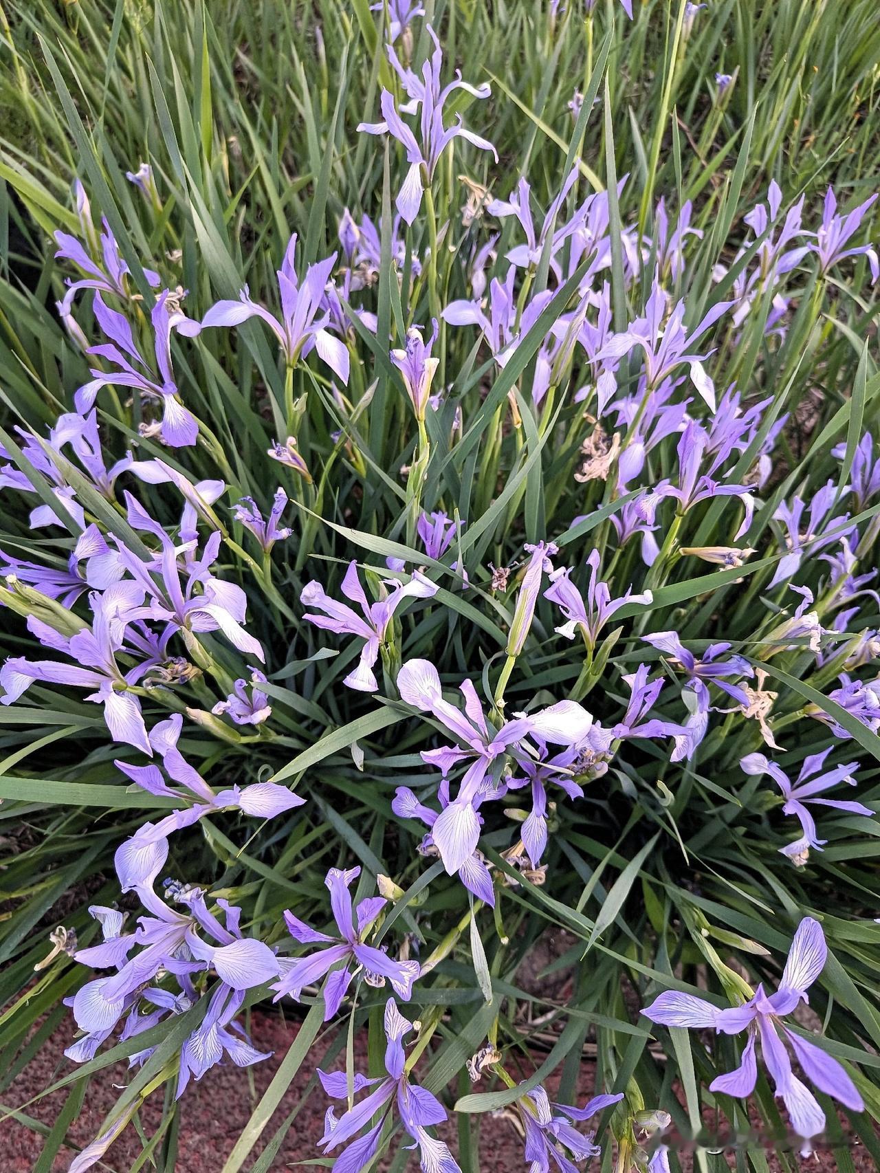 现在道路两边，公园草地上到处都是这种花，也不知道这花叫什么名字，怪好看的。
