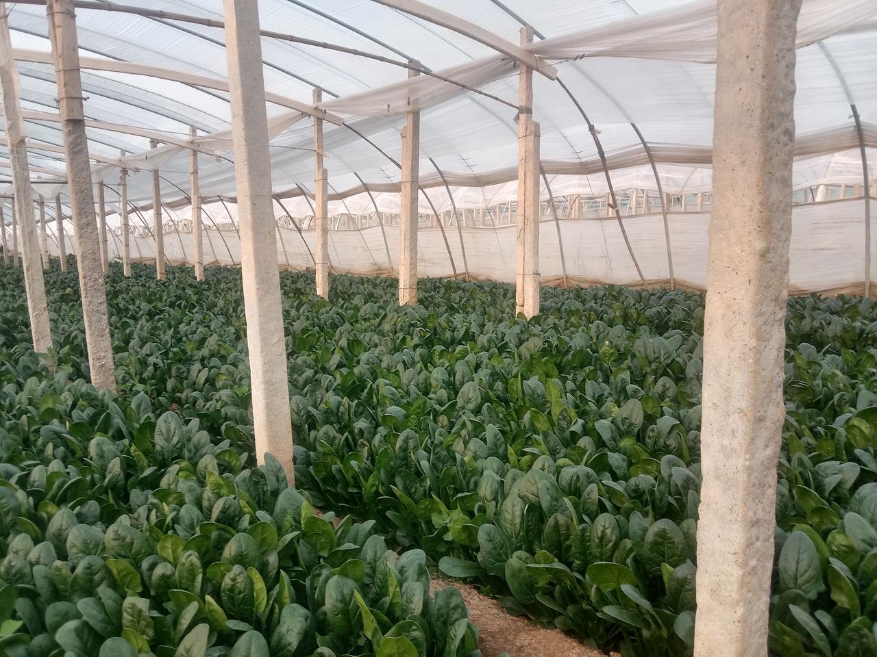 我劝大家这段时间多吃蔬菜，不要考虑太多，纯绿色有机蔬菜。
进入三月份了，菜农心中