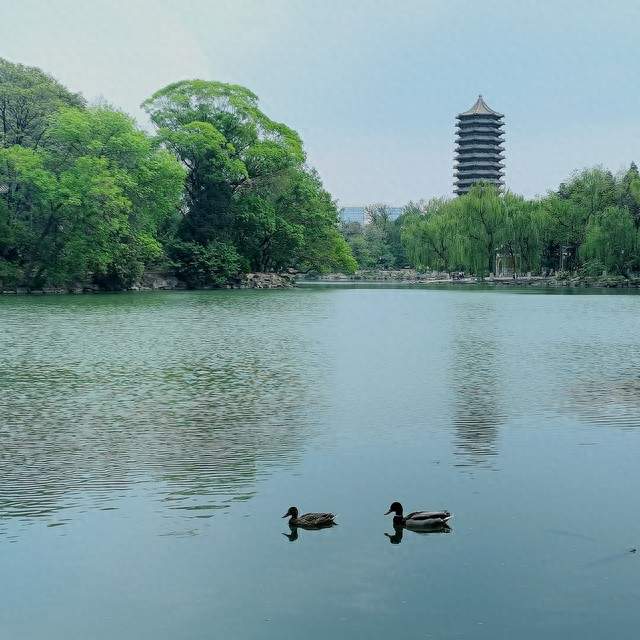 北大六院推荐:每天12分钟4-7-8呼吸法，从严重失眠到深度好睡眠