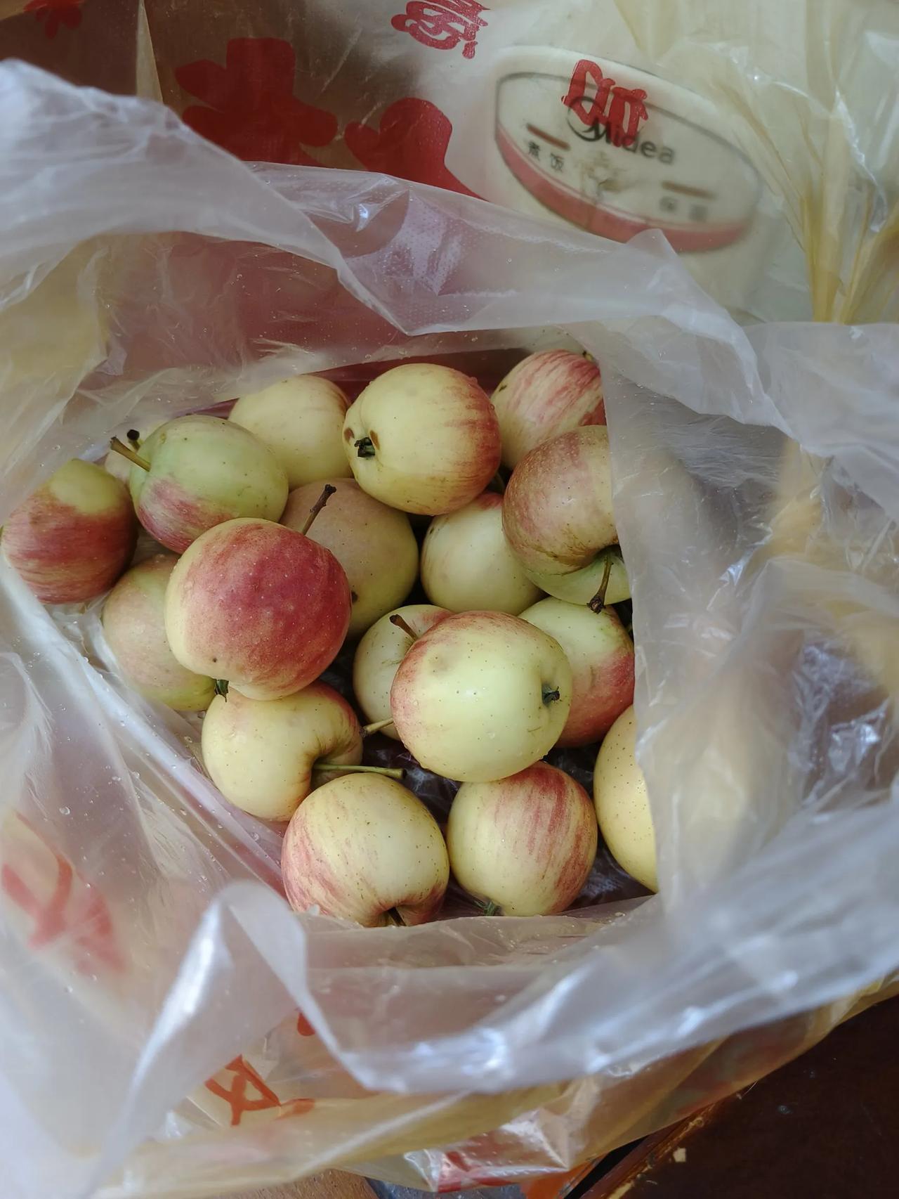今天上午，老公提了一兜苹果回来，他告诉我这是小苹果🍎，味道跟平时吃的不一样，有