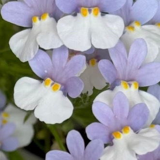 0000龙面花种植1、环境：龙面花喜光耐半阴，宜放在光照充足、通风良好的位置。若