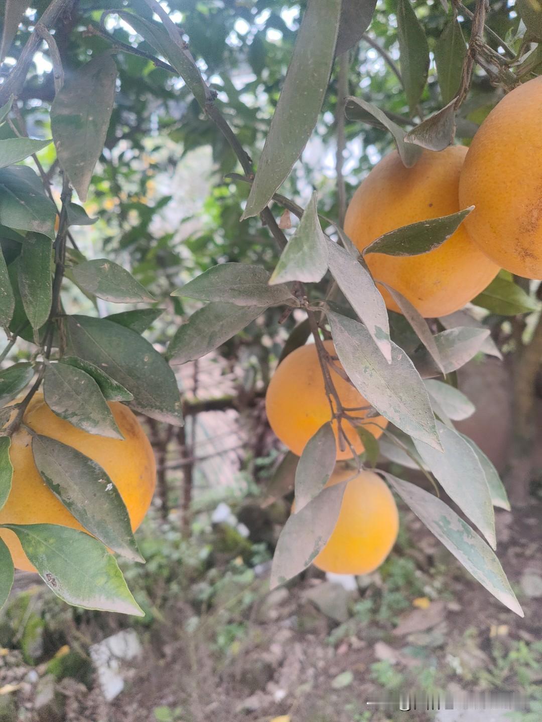 秋天真的来了，朋友圈那张“一叶知秋”图，其实卫星云图早有标记。每天 40 公里的