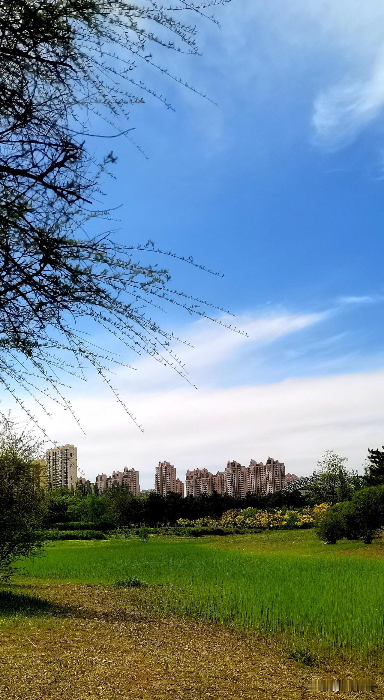 #公园美丽景随拍#（原创）
大同市平城区御河东岸生态园随手拍