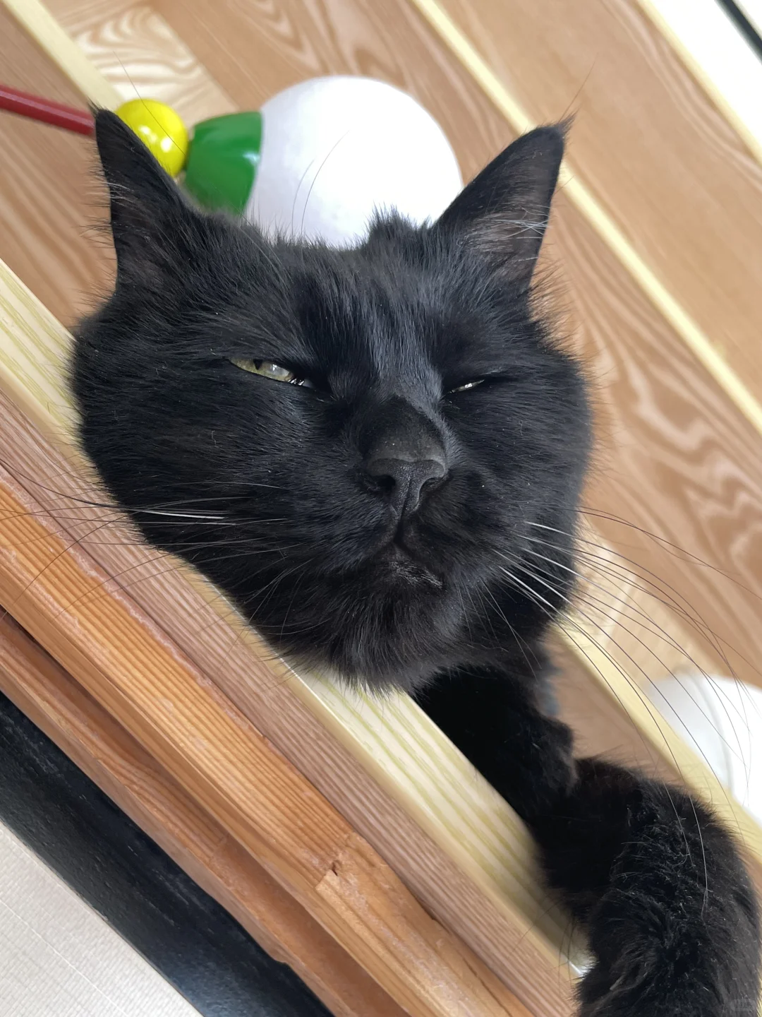 此时一只忧郁的小猫咪正在思考中年危机