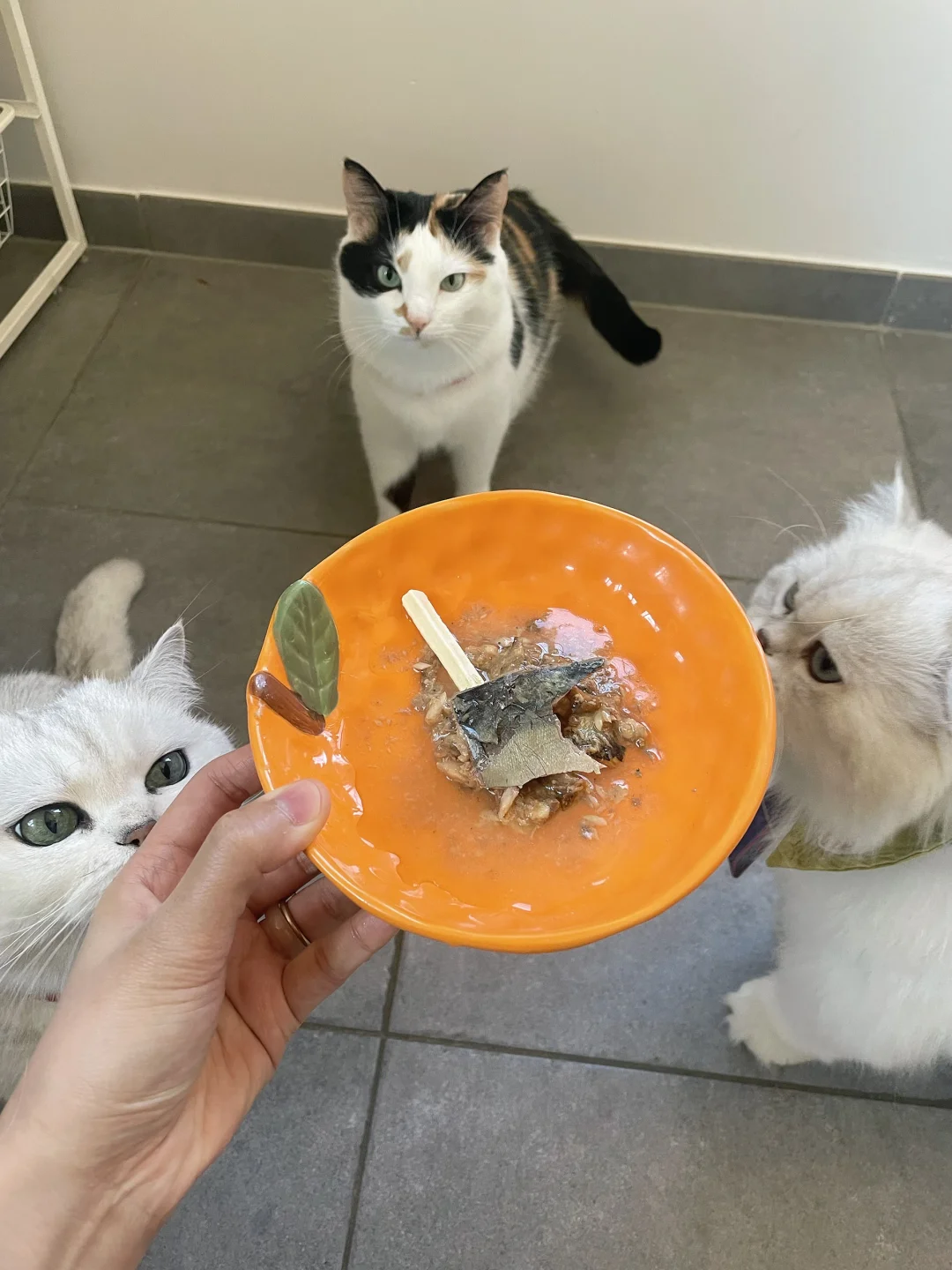 EcoPawPaw日常｜我家猫今天吃什么｜全鱼盛宴