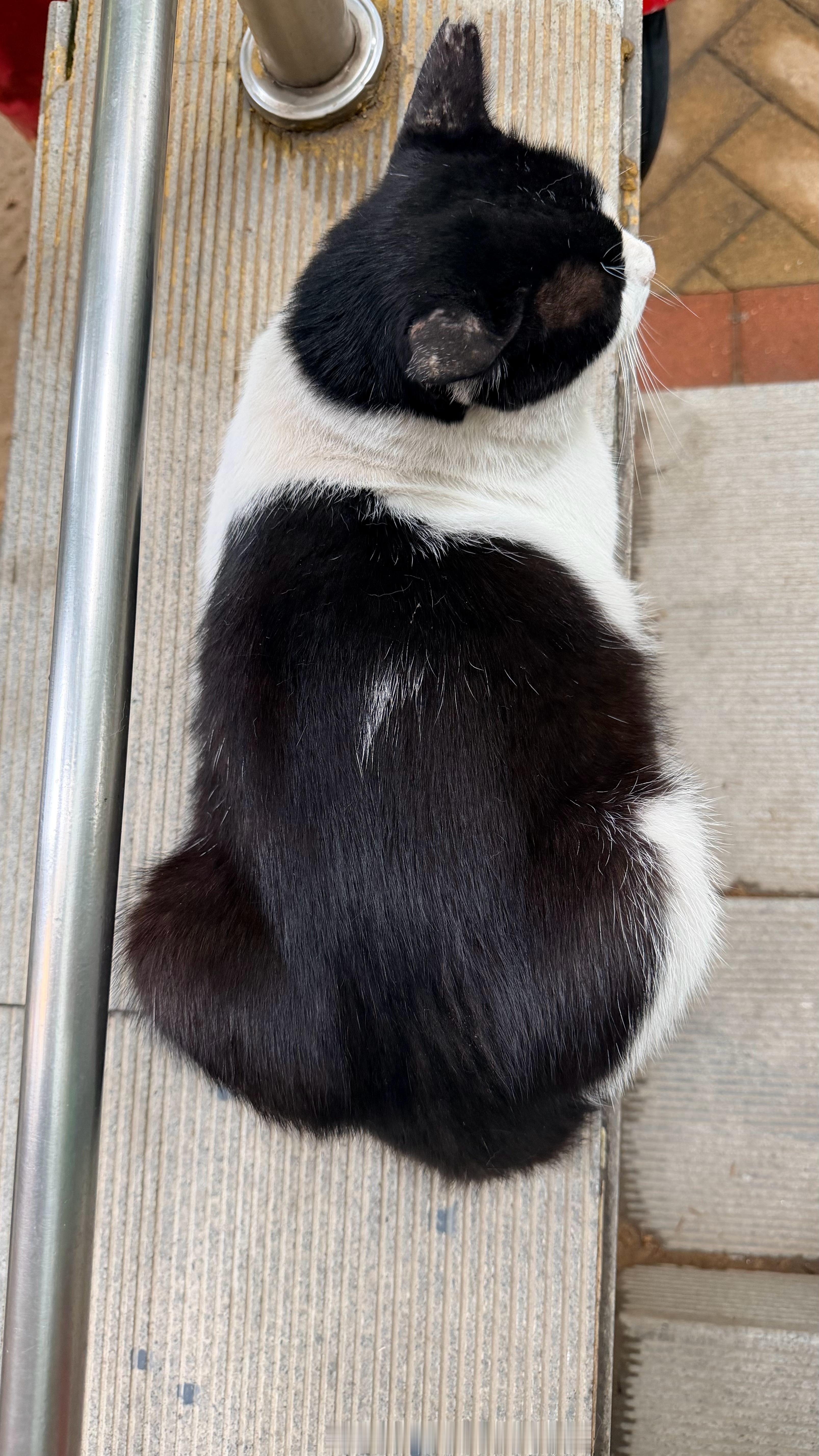 ？熊猫猫也是存钱罐！！！