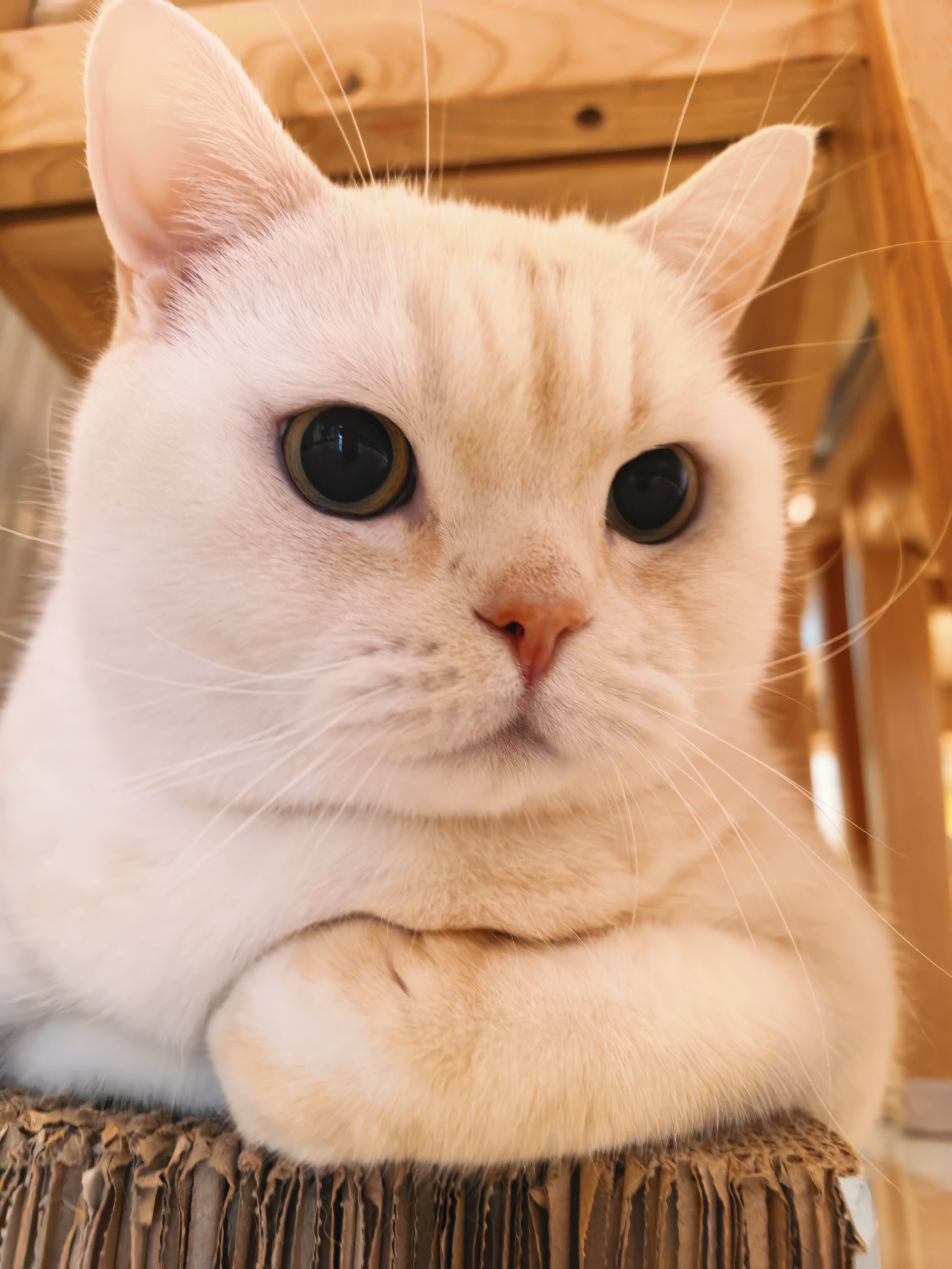 早安！新年第一天，刘亦菲会给发糖吗刘亦菲