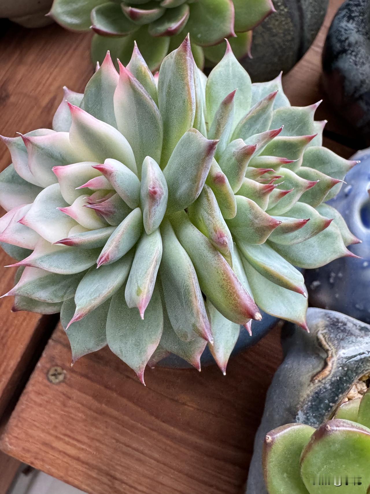 我这盆多肉吉娃娃锦，刚买来时小得可怜，在棉花堆里找半天，就是颗小水桩。当时就几块