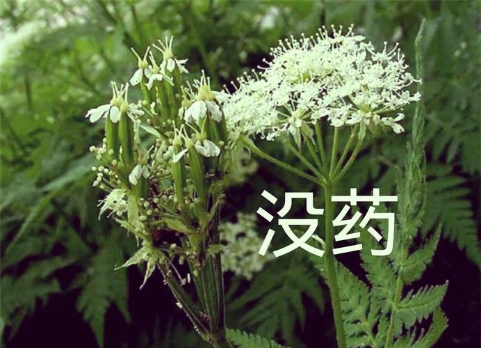 上联：没药没有真没药
上联：半夏绝非中伏日
上联：八角并非八毛钱
下联：三七不是