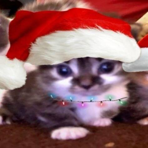 🍎 *圣诞猫猫头像🎄  女生头像头像