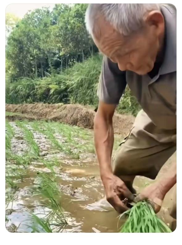 “农民”累
老汉今年七十二；
下学就在田间忙；
一晃种地五十载；
现在身体还挺好