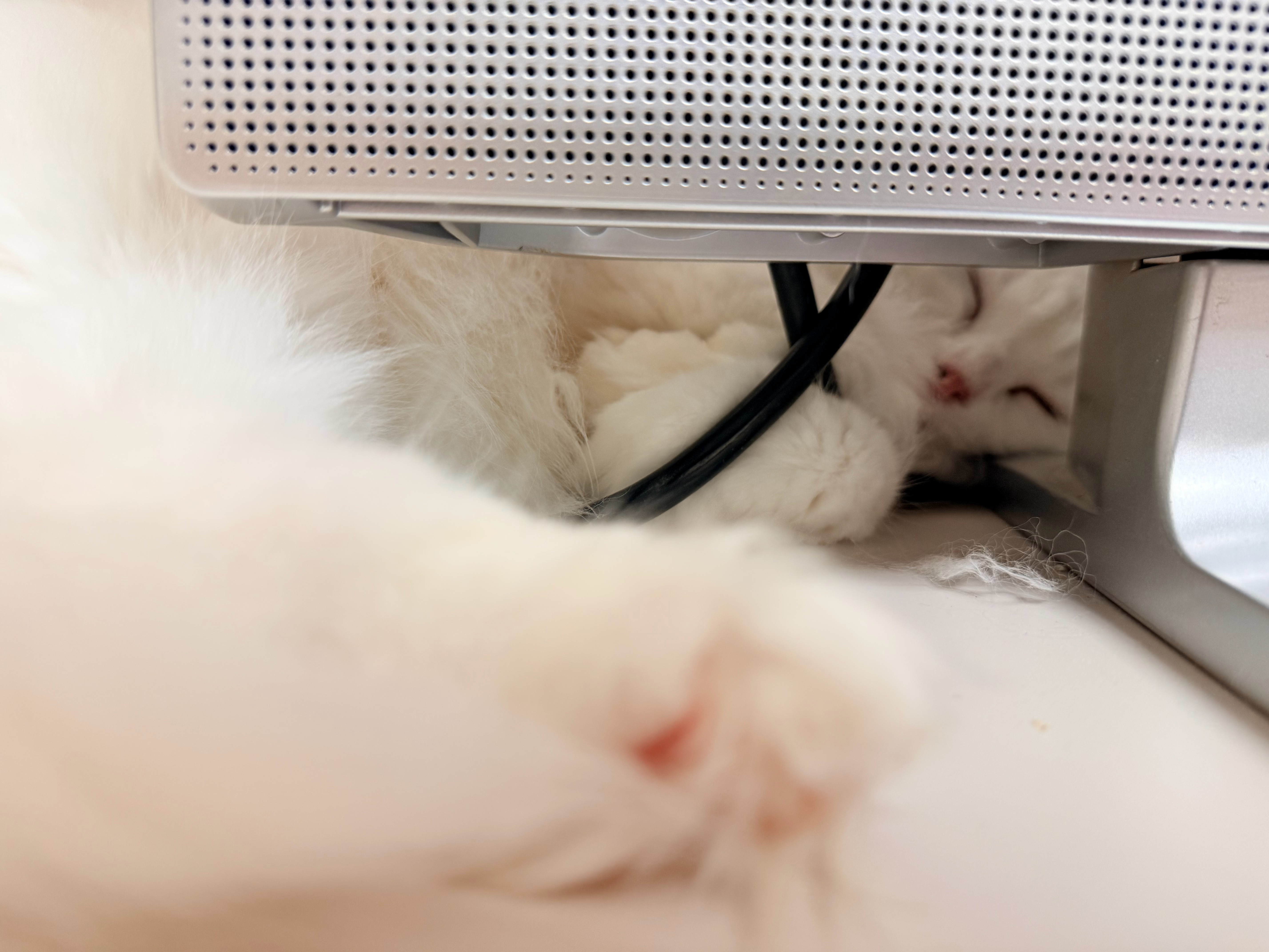 不过对小猫的爱就是，家里啥都没有，笑笑的猫抓板都已经有三个了（？）以及不知道为什