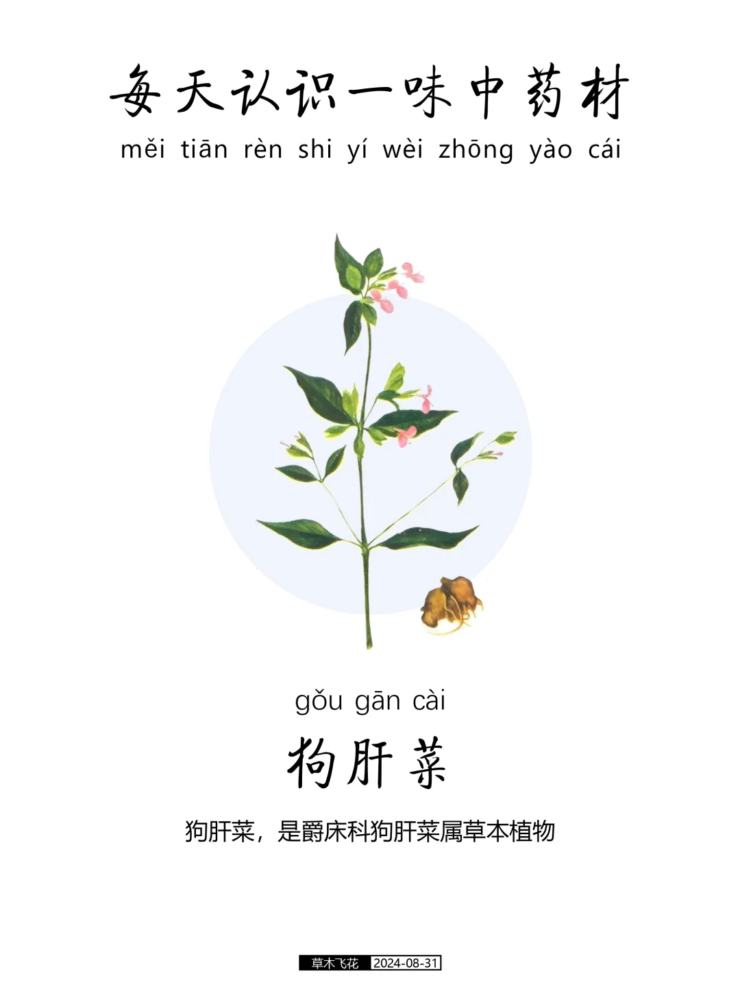 N0.466期 每天认识一味中草药-狗肝菜🍀