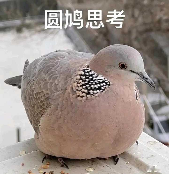 如何评价苏丹爆发大屠杀？为什么这个世界总是非打不可？
刷到了平民被杀害的视频。