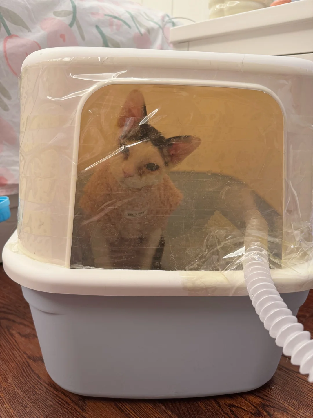 如何在家里给猫做雾化？