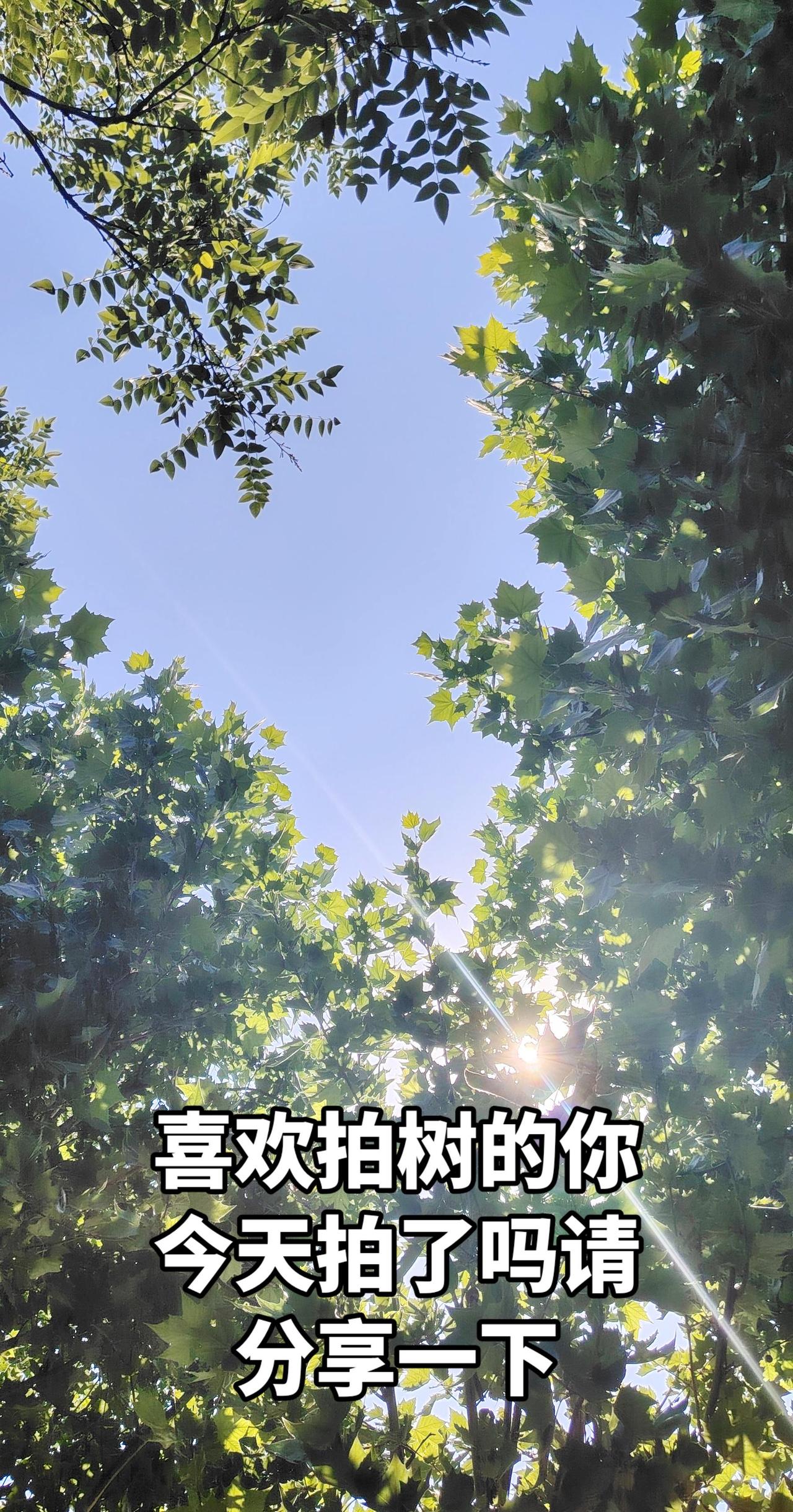 站在树下辽望天空，