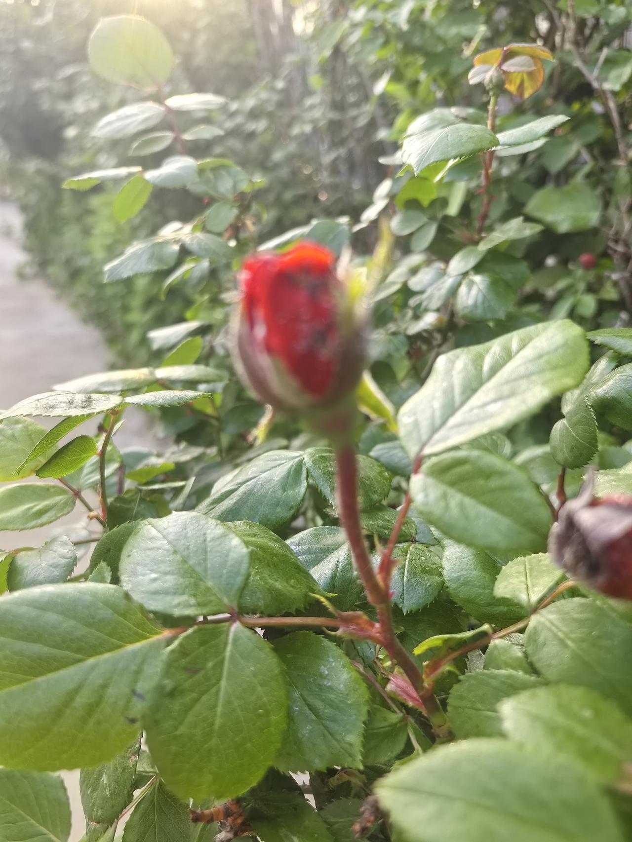 发一张你相册最近拍的花月季还是玫瑰？