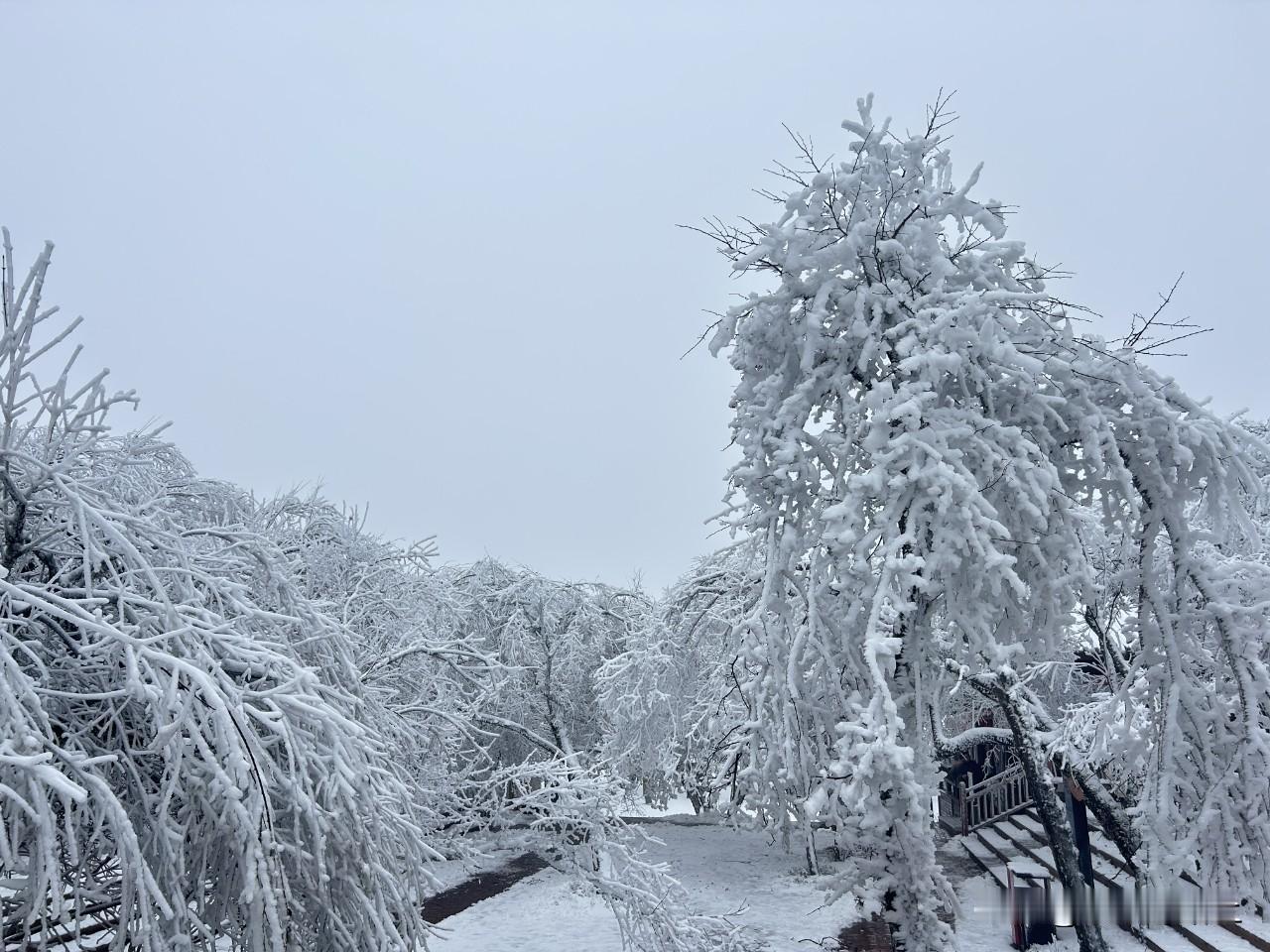【落雪成诗，汉中龙头山满山雾凇美如画】这纷纷飞花已坠落，今年龙头山的第一场雪你来