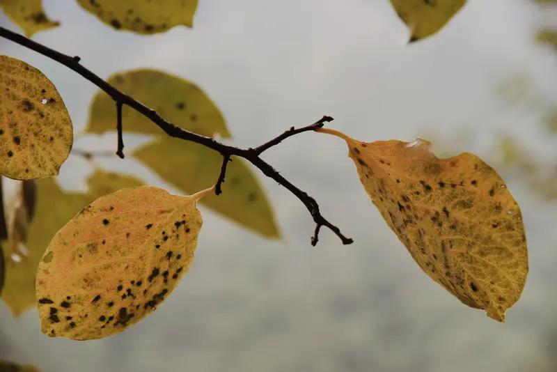 赏析：这幅对联的下联“春风绽绿芽”与上联“秋霜催黄叶”形成了鲜明的季节对比。秋霜