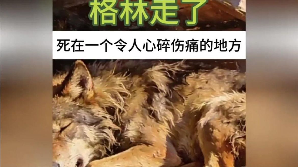 格林走了，死在一个令人心碎的地方，泪目！