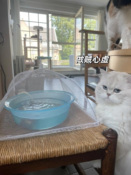 家人们糯糯是不是在干坏事