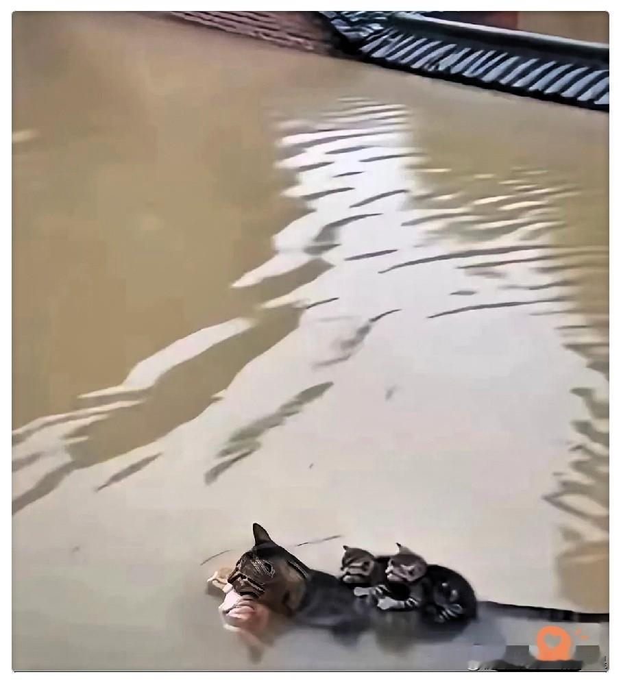 洪水里面这只猫妈妈，正在拼尽全力，救护自己的3个孩子，它嘴里叼着一只，背上还站着